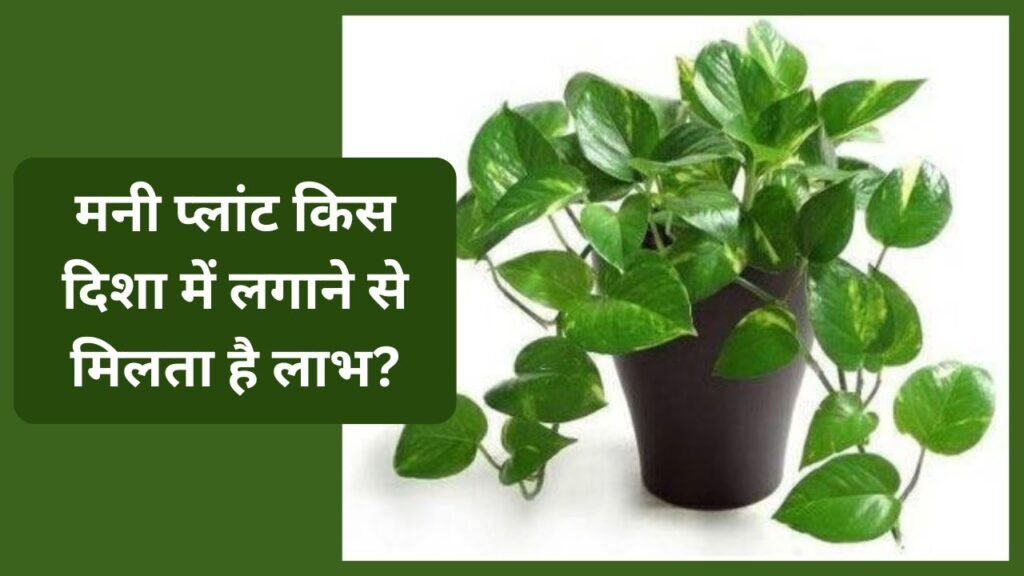 Money Plant Vastu